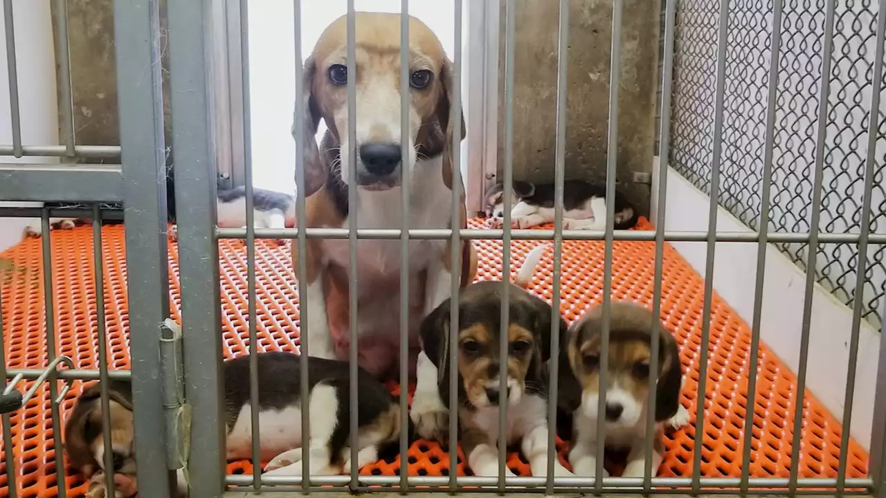 Hundreds of beagles died at this breeding center—but the U.S. government hasn't acted