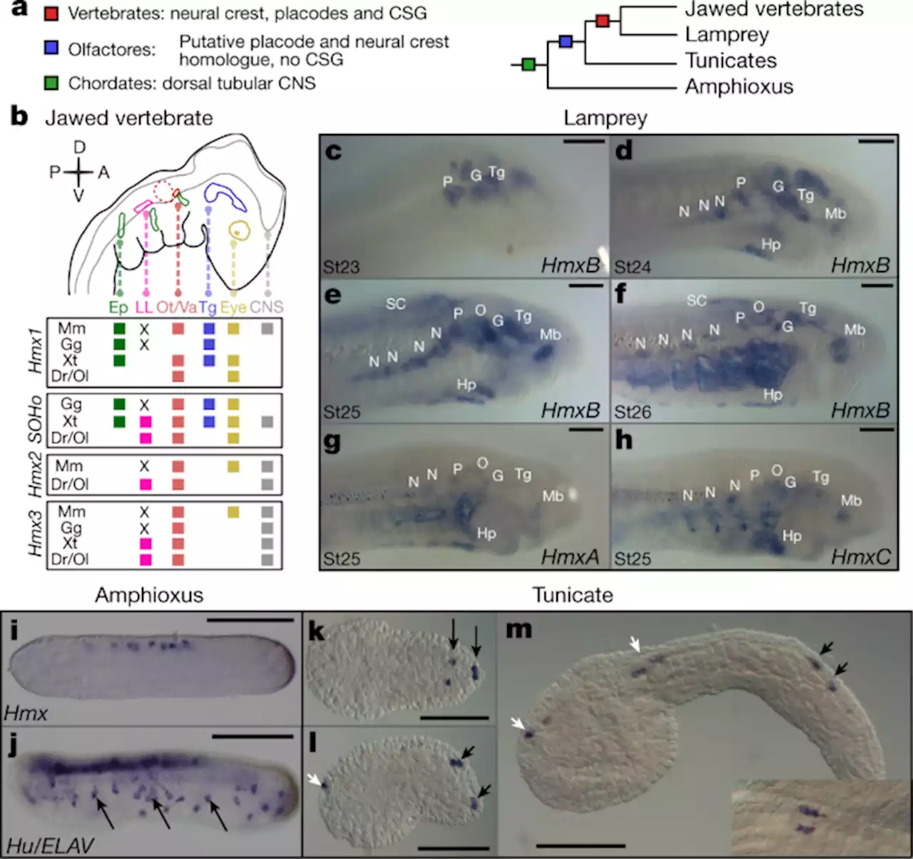 Hmx gene conservation identifies the origin of vertebrate cranial ganglia - Nature