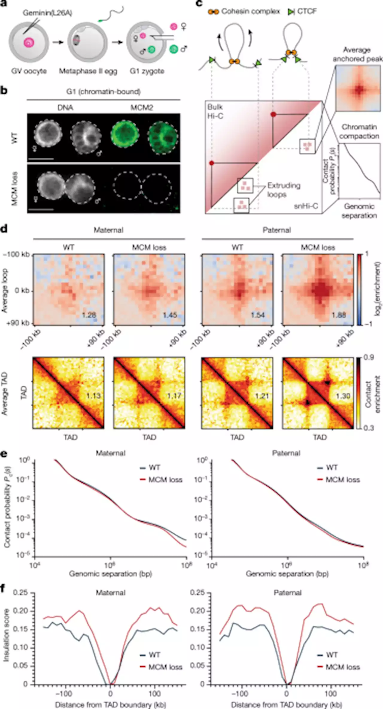 MCM complexes are barriers that restrict cohesin-mediated loop extrusion - Nature