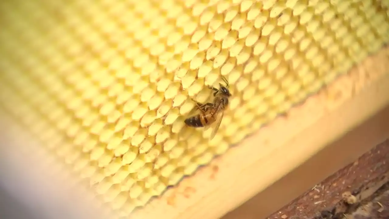 East Dallas Couple Turns Beekeeping Hobby Into Passion Project to Save Bees