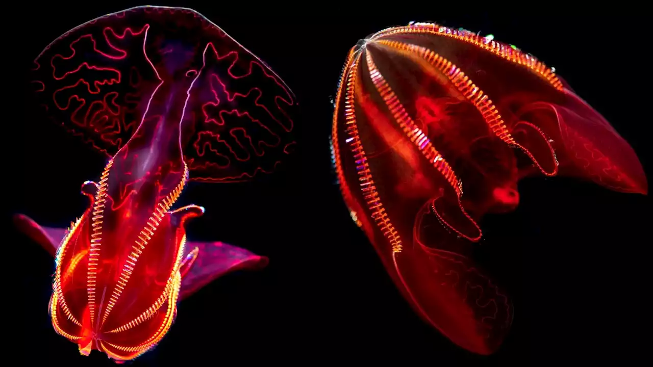 Mysterious Monterey Jellies Bewitch in a New Video