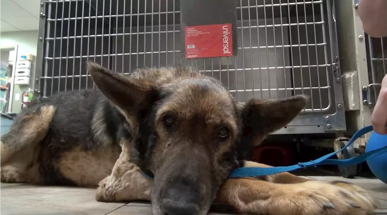 Dog survives on rainwater, food scraps for a month after his owner died