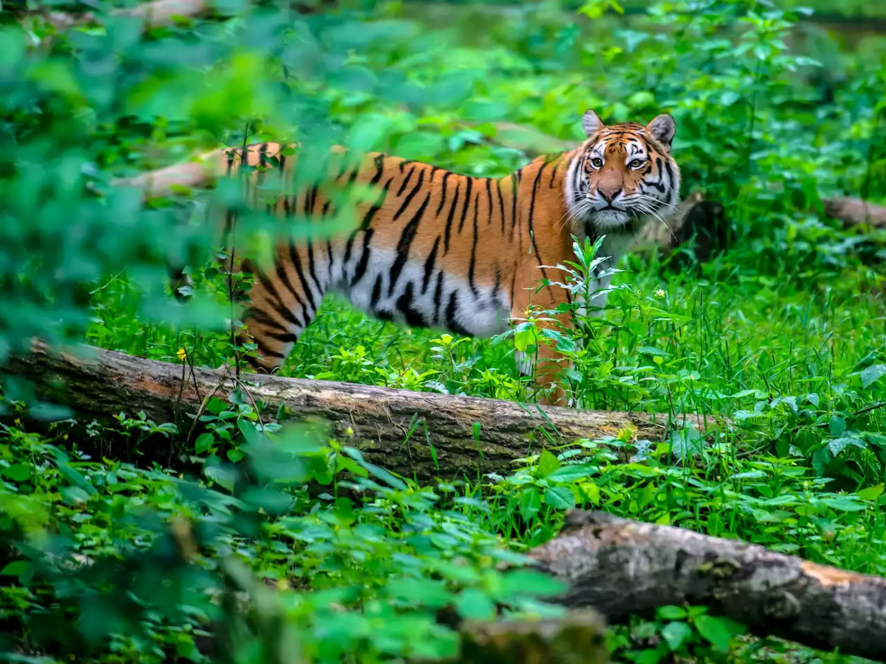 Deadly tiger encounters are on the rise in India