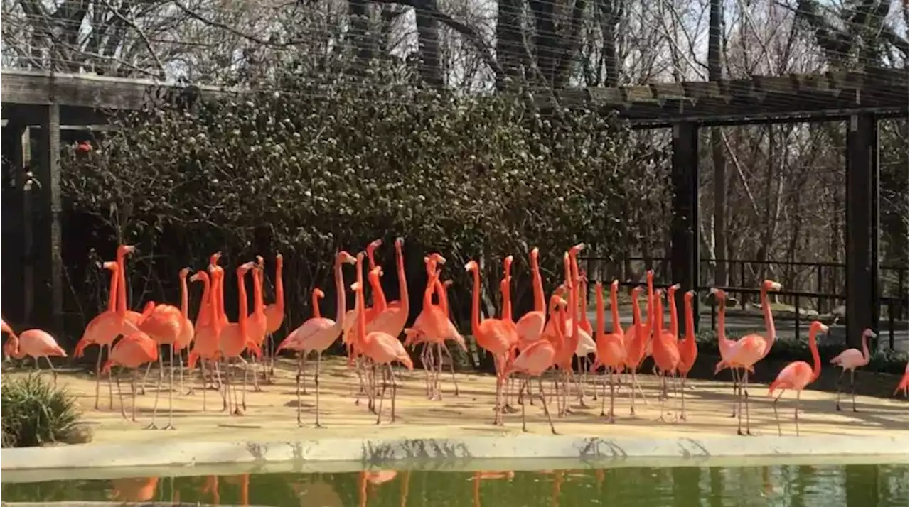 National Zoo defends euthanizing fox, citing ‘ongoing’ flamingo danger