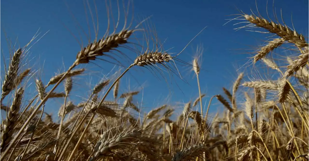 U.N. chief hopeful about talks on Ukraine, Russia grain and fertilizer exports