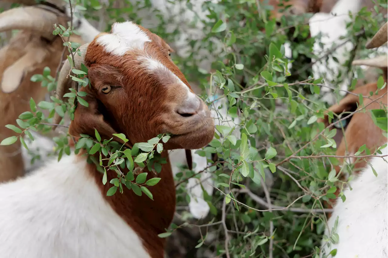 Goats arrive in Brackenridge Park to 'mow' Texas brush