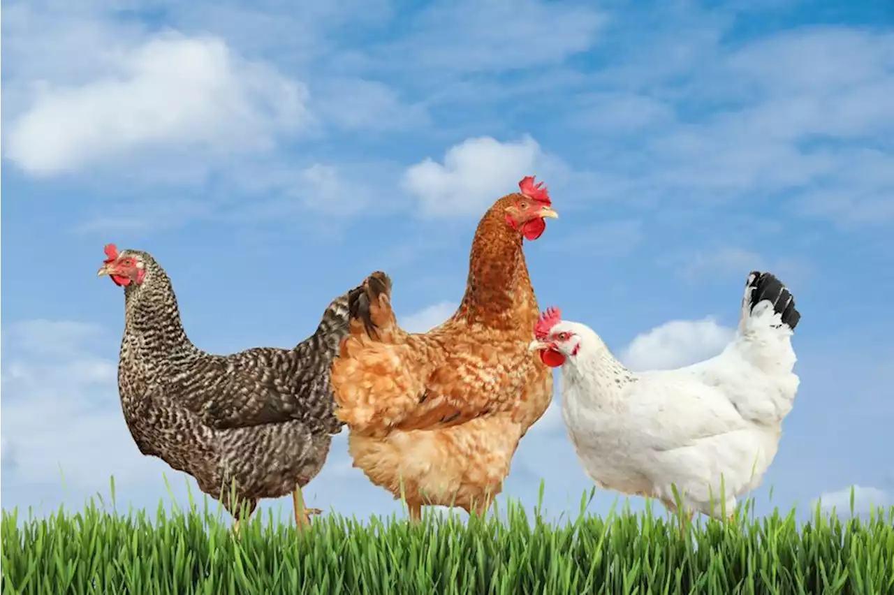 Size matters to poultry farm in bid not to sell underweight chicken