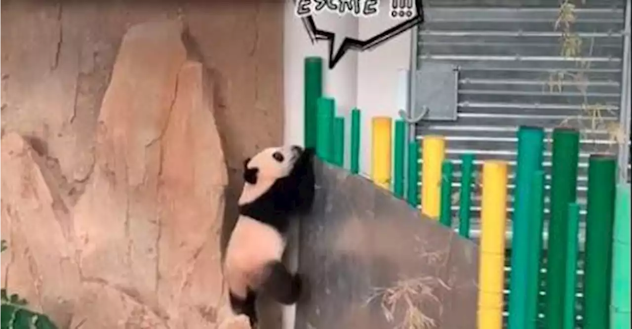 Baby Panda trying to escape after refuses to go into Zoo Negara enclosure