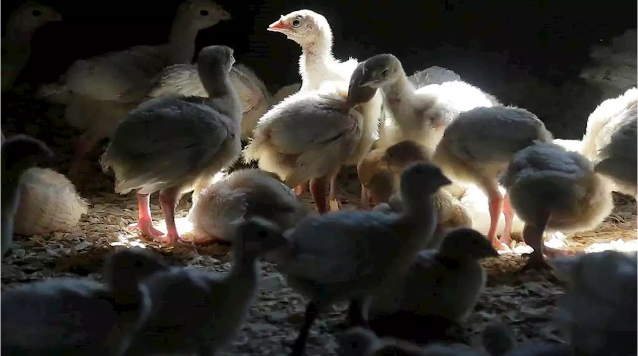 La producción de pollo en Argentina tiene el menor impacto ambiental entre una decena de países