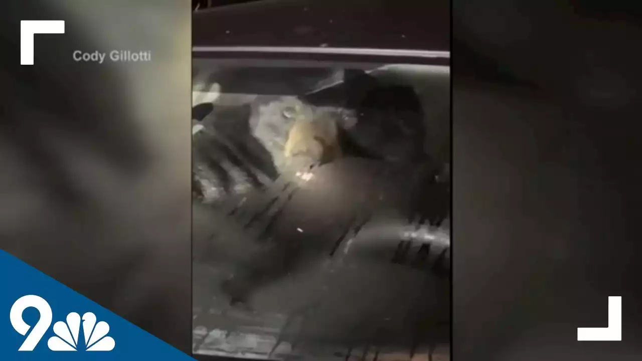 Black bear breaks into man's car