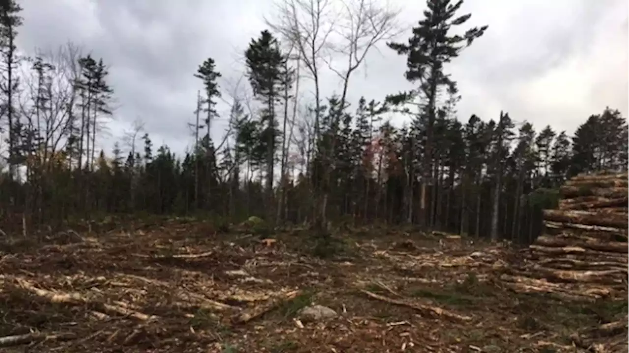 New forestry practices in Nova Scotia to mostly be in place by June | CBC News