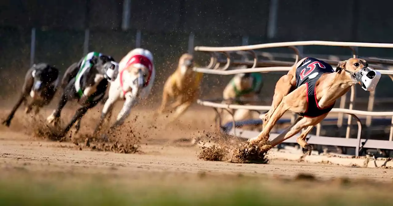 Greyhound racing nearing its end in the US after long slide