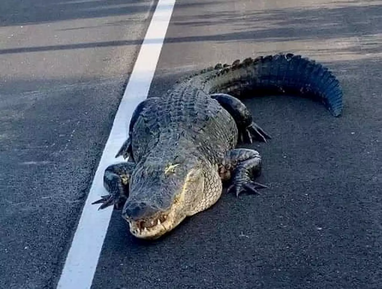 Huge alligator causes traffic backup on Florida highway