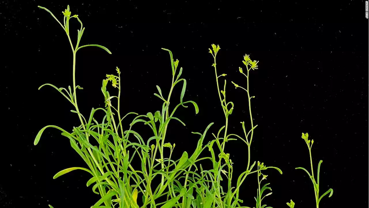 Meet an 'extreme' plant that thrives and grows faster under stress