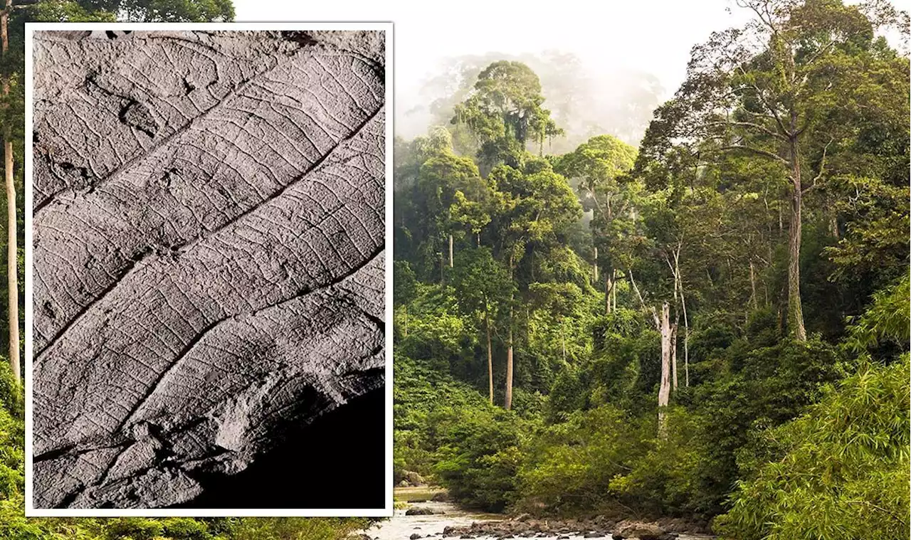 Archaeologists uncover 4 million year old forest with tallest trees in the world