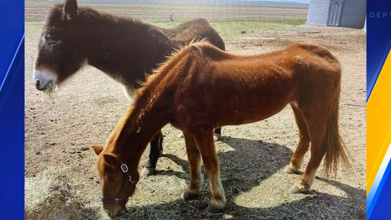 Lind man arrested on suspicion of animal cruelty