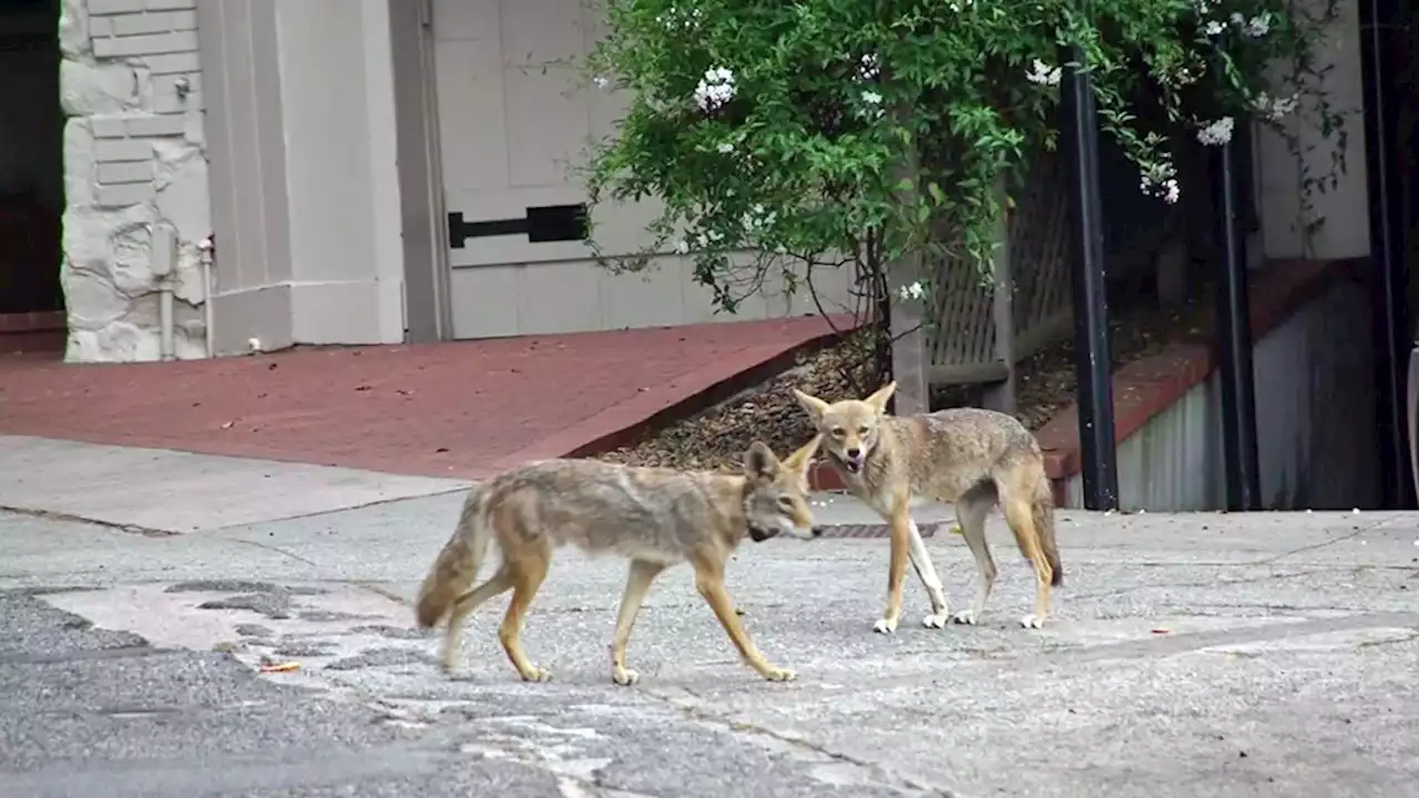 San Francisco Pet Owners Told to Beware Coyotes During Pupping Season