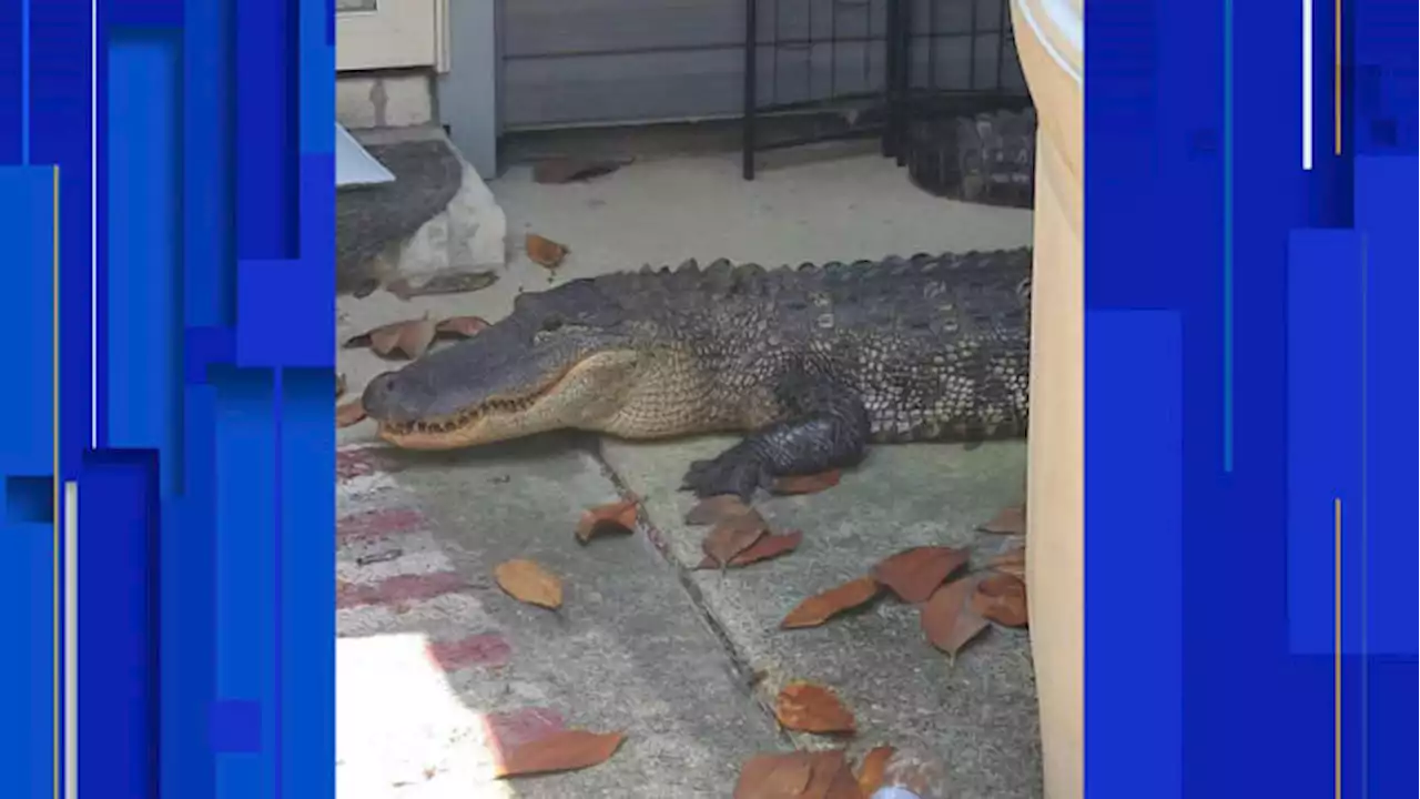 8-foot alligator blocks front doorstep of north Harris County home, Pct. 4 says