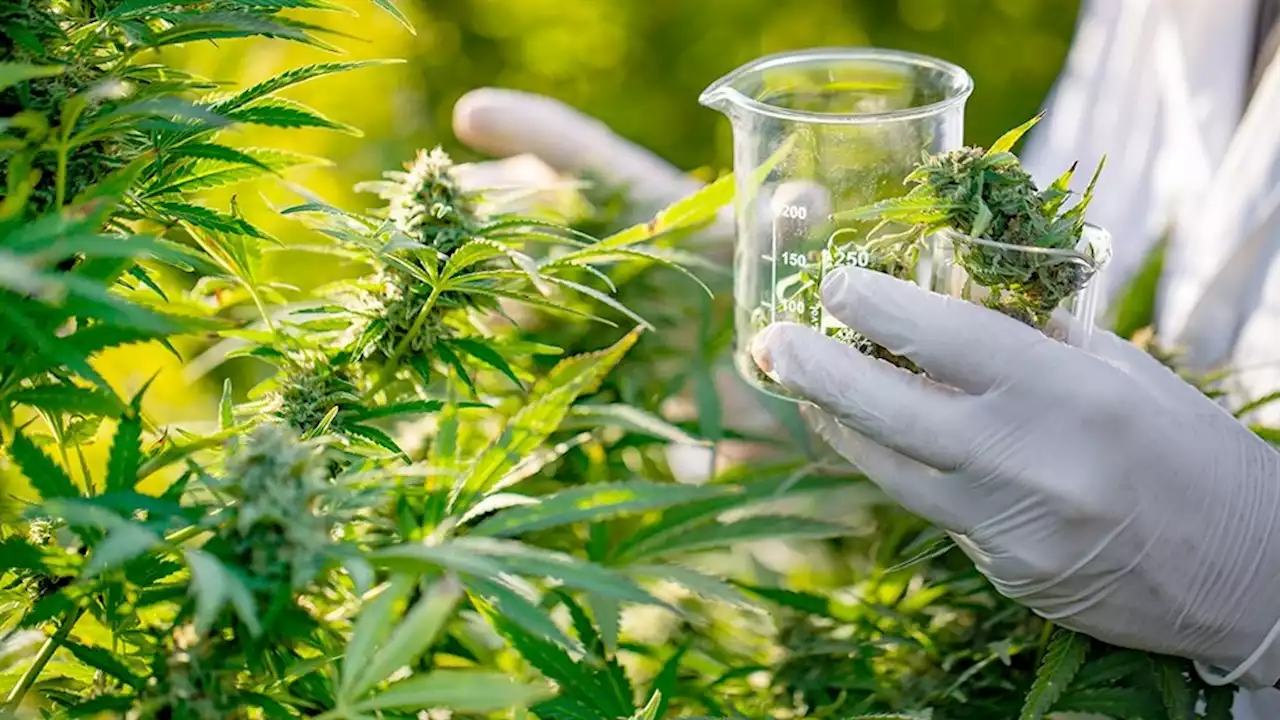 Dagga entrepreneurs invited to use Gauteng state-owned land | Fin24