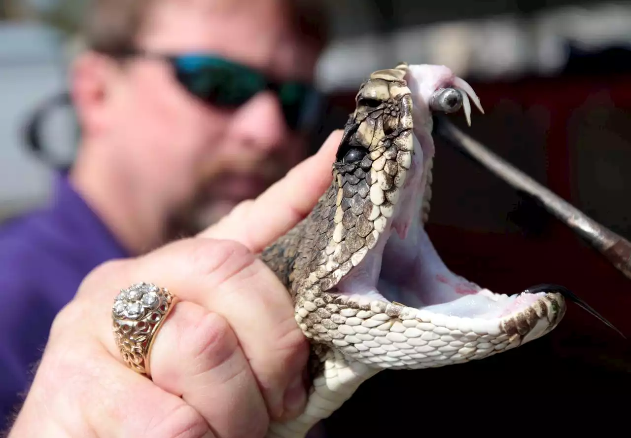 Rattlesnake handler bitten during performance at roundup dies: reports