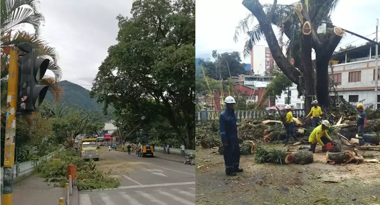 Convocan manifestación por tala de árboles en Ibagué; hay malestar en ciudadanos - Pulzo