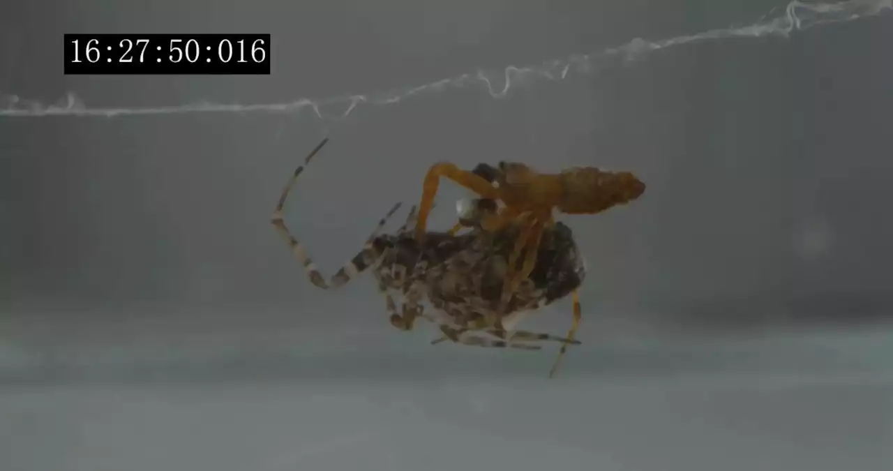 Watch These Male Spiders Jump Like Hell to Avoid Being Eaten After Sex