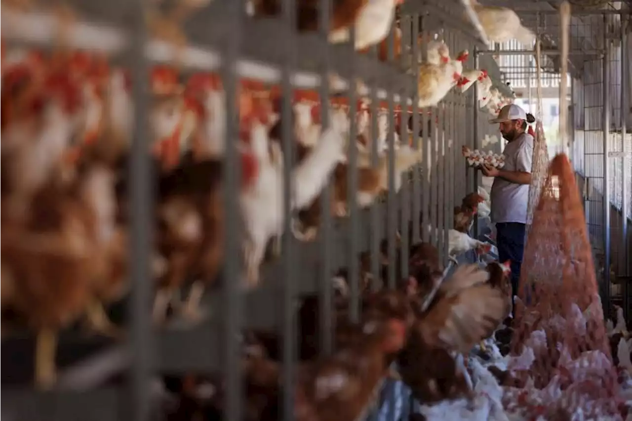 Bird flu puts organic chickens into lockdown from US to France