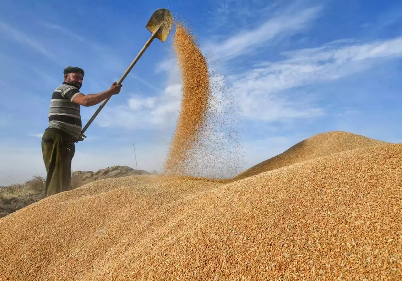 Can pee help feed the world?