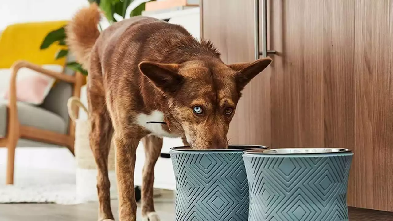 Eliminate Stress From Your Pet’s Mealtime With Am Elevated Dog Bowl