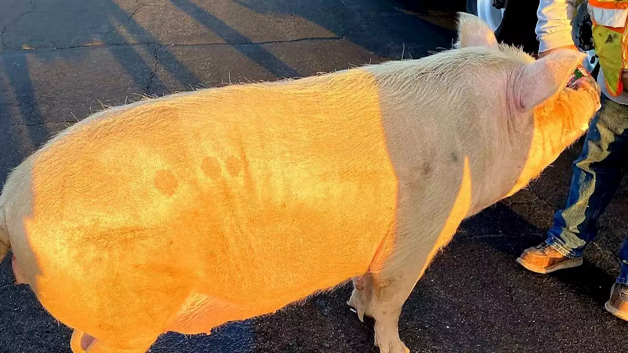 Pig hogs up the roadway on Tucson's south side