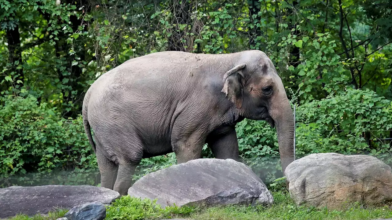 New York high court to determine if Bronx Zoo elephant is a person