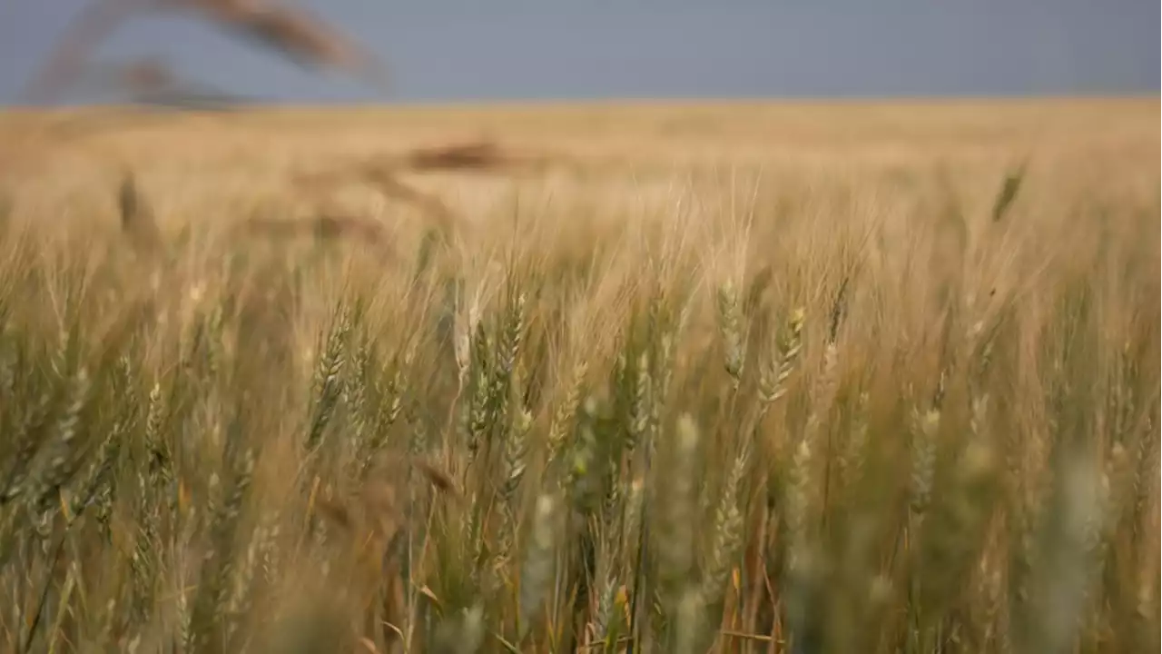 Stakes are high for farmers as 2022 crop shapes up to be most expensive in history