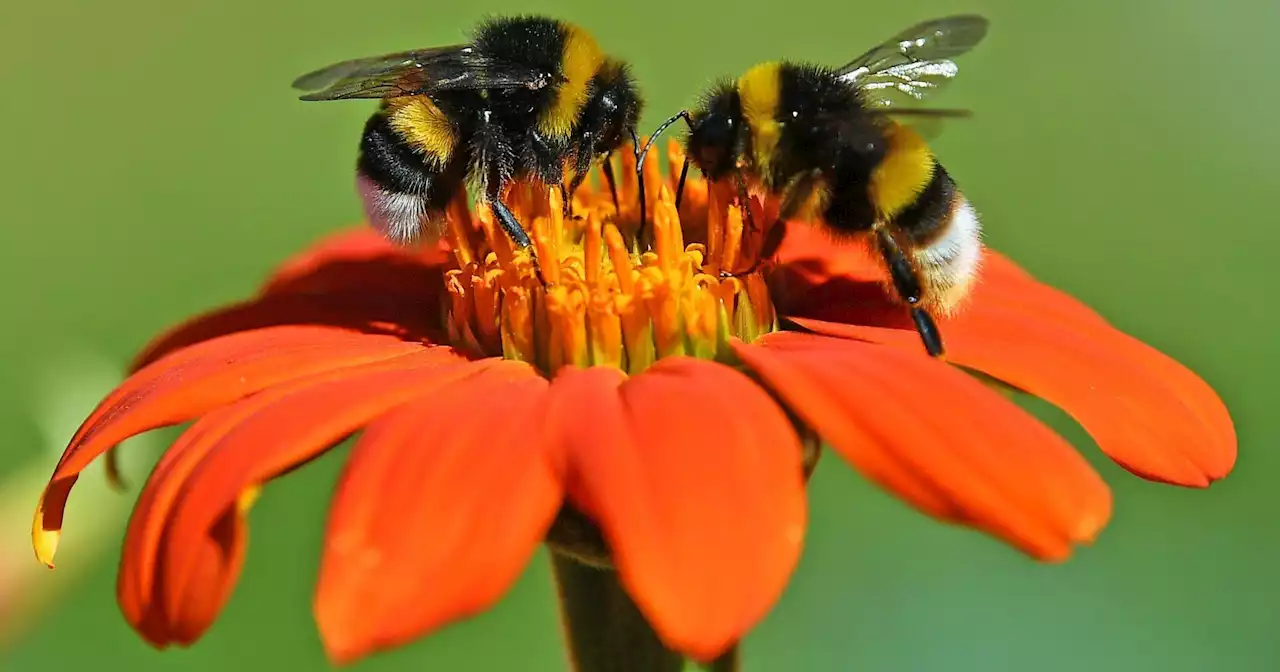 6 surprising things about bees on World Bee Day