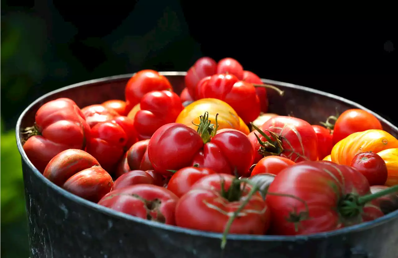 2 San Antonio tomato contests happening soon