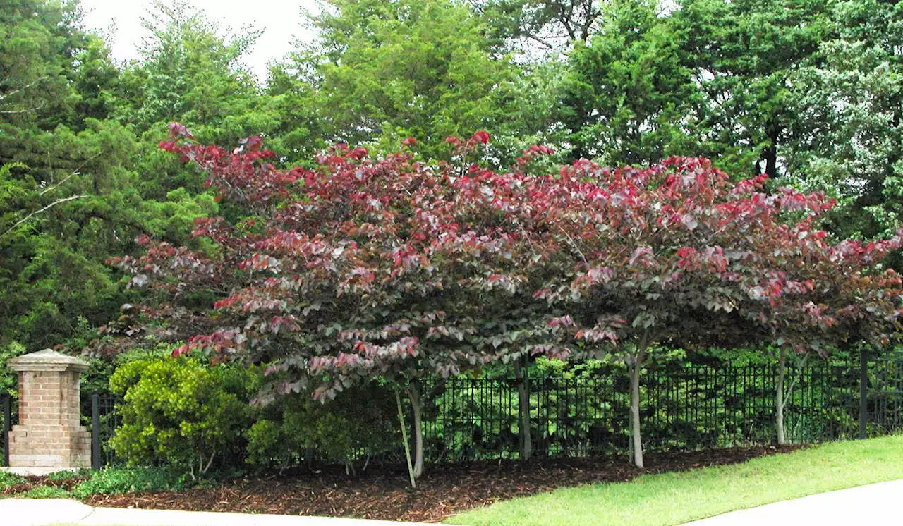 Purple heart an amazing plant for San Antonio gardens.