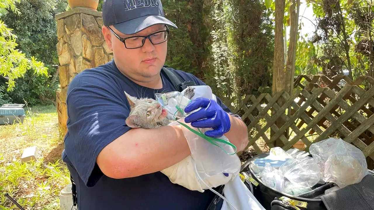 Cat rescued from fire; paramedic gives it oxygen