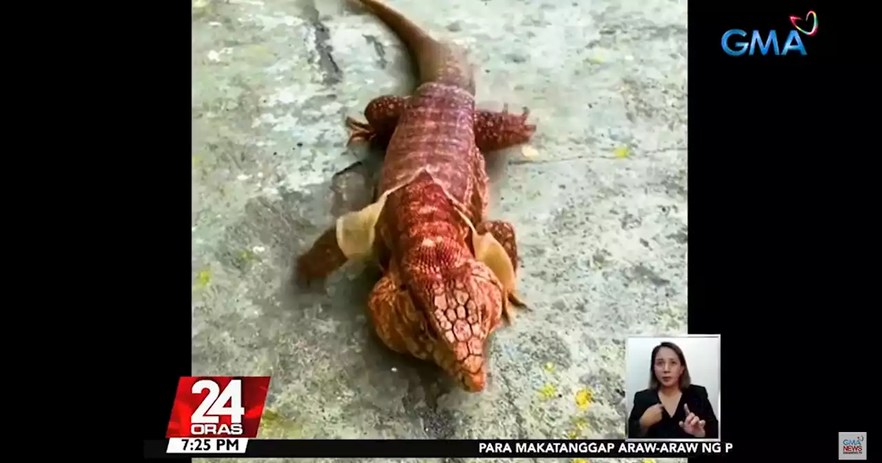 Why do reptiles shed their skin? Kuya Kim explains