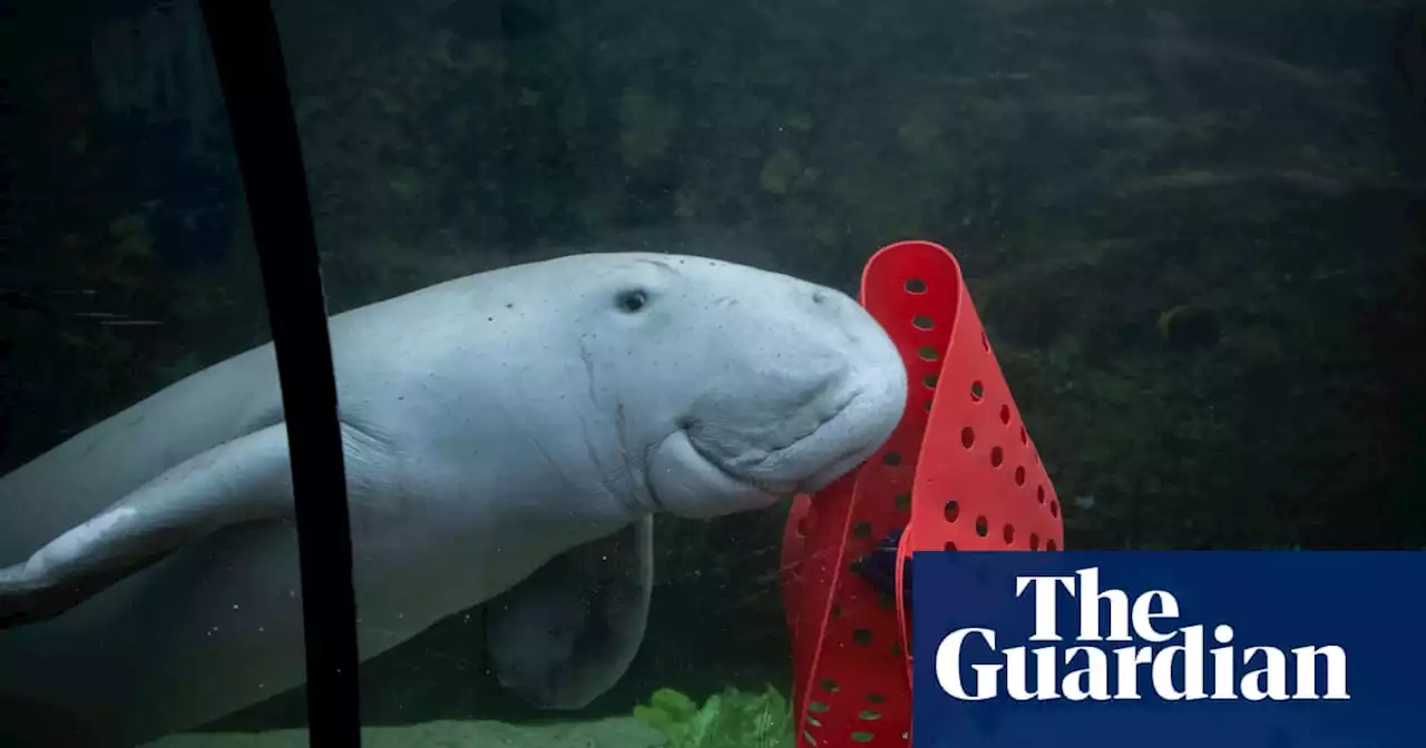 Dugong sees red: Pig the sea cow predicts Labor will win Australian election (sort of)