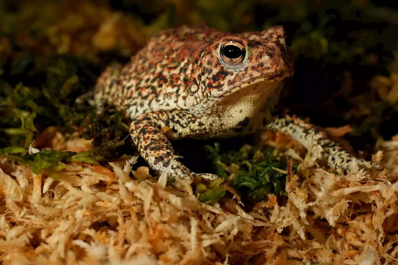 These rare and endangered species call Harris County home