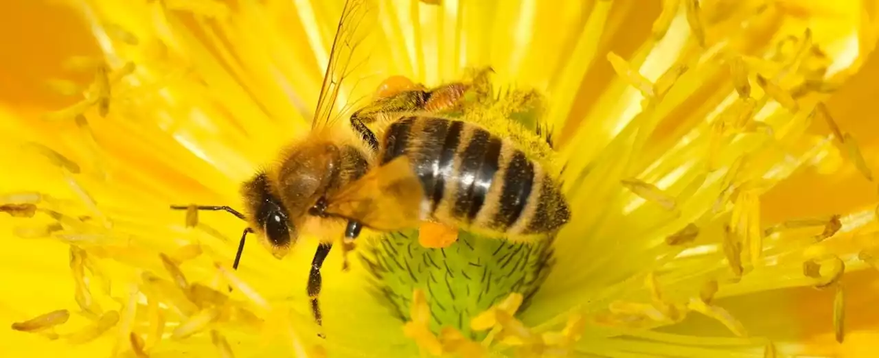 Giornata mondiale delle api. Wwf: “La strage non si ferma, dimezzare i pesticidi” (di A. Cianciullo)