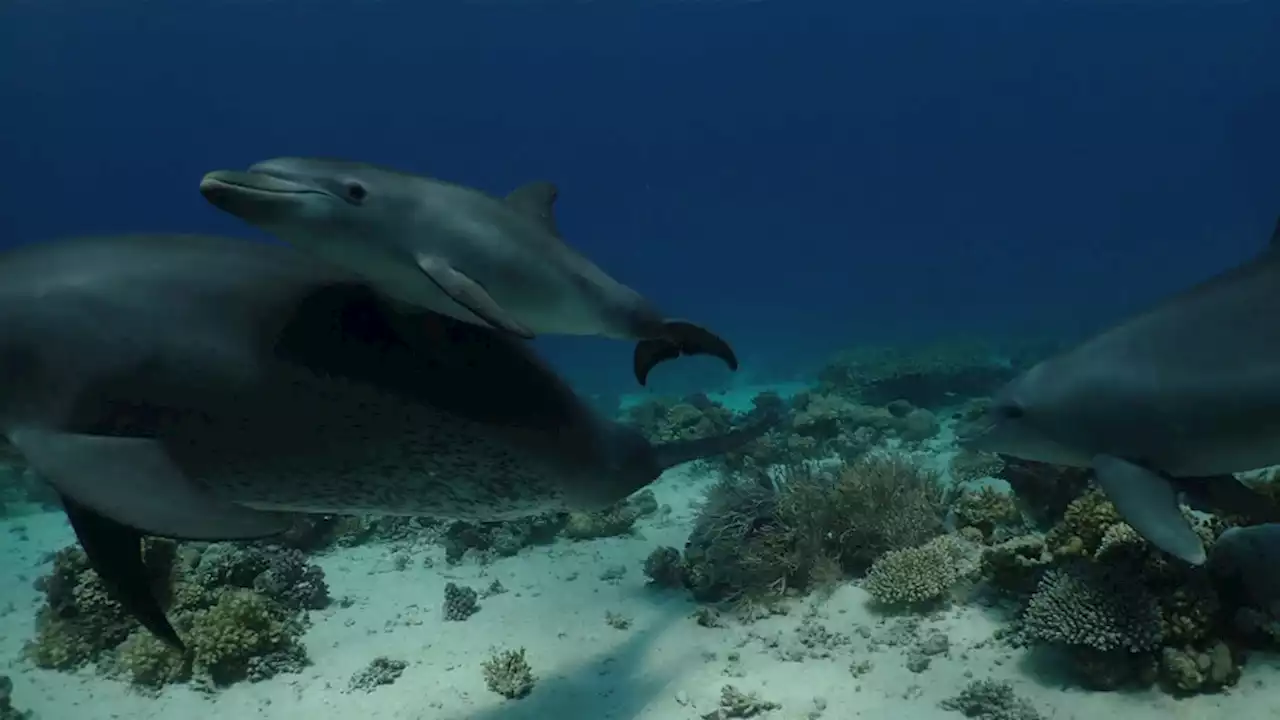 Dolphins head to coral 'clinics' to treat skin infections