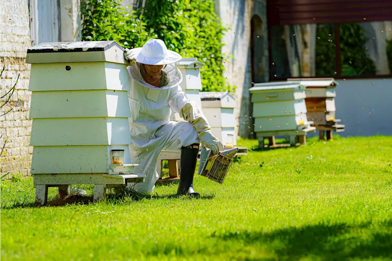 World Bee Day: A British beekeeper’s guide to protecting the essential insects