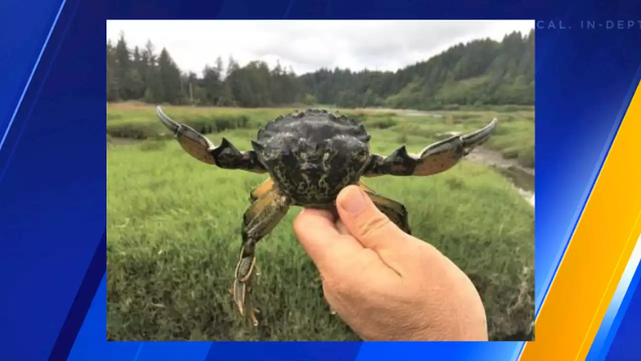 First invasive European green crab found in Hood Canal