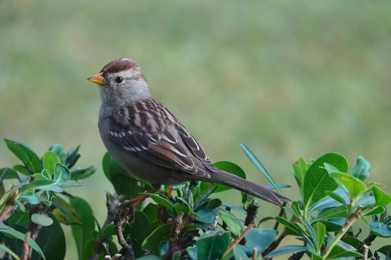 Birdscaping, fertilizing and drought-tolerant plants: 5 things to do in the garden