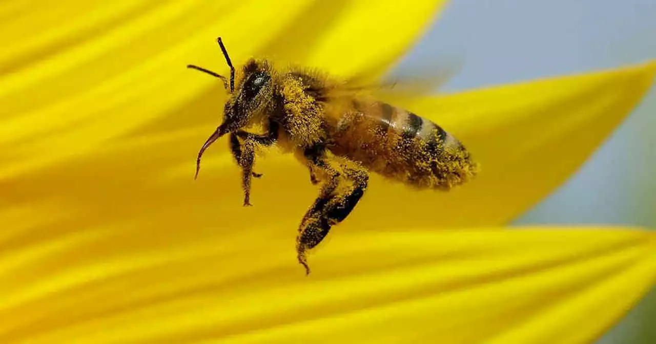 Efemérides del 20 de mayo: Día Mundial de las Abejas | Ciudadanos | La Voz del Interior