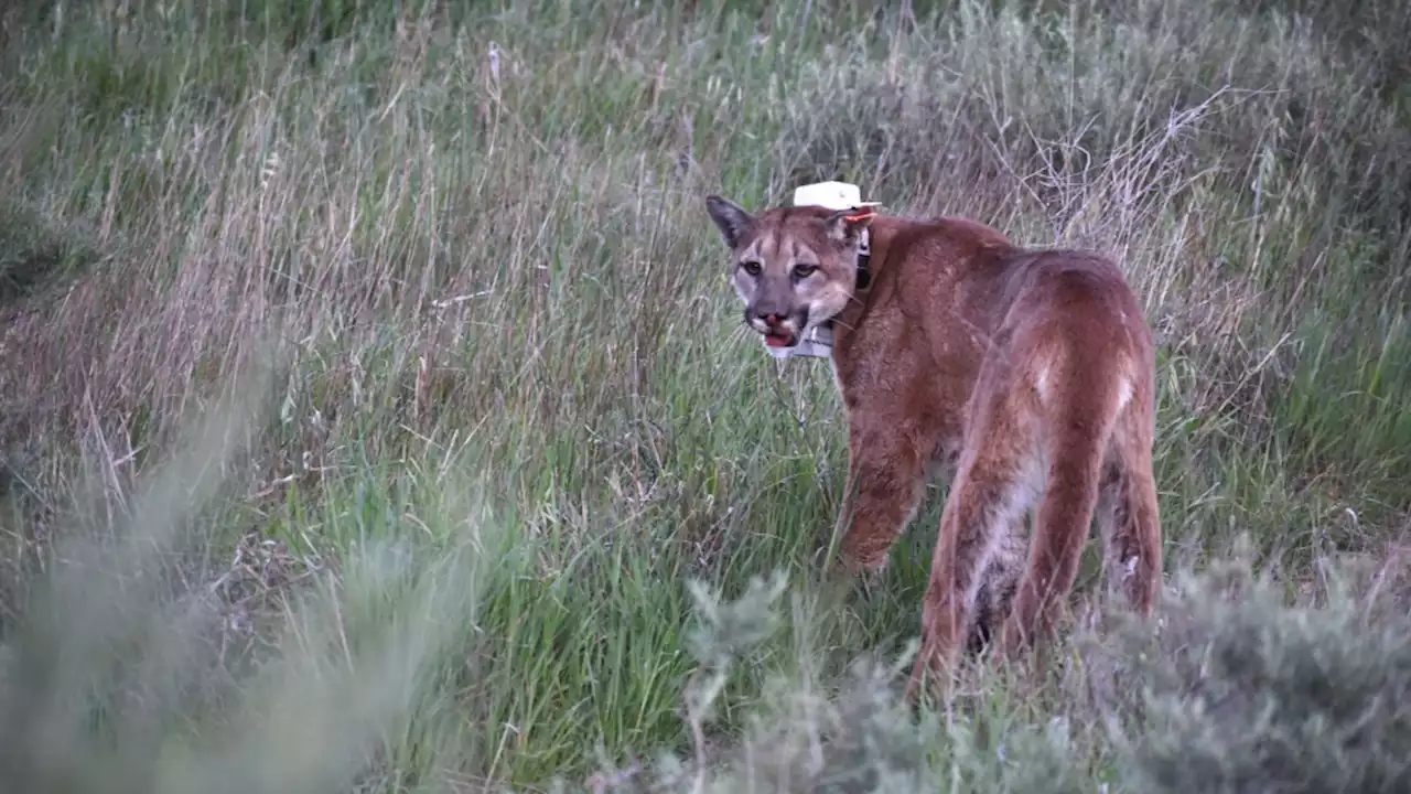 Young California mountain lion roams 100 miles between beach and mountains