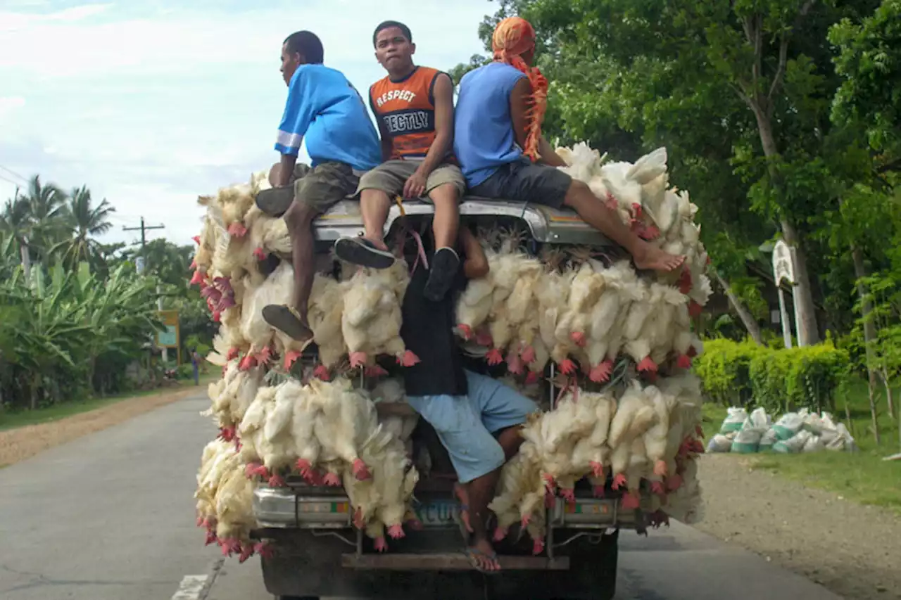 Davao bans poultry products from areas hit by bird flu