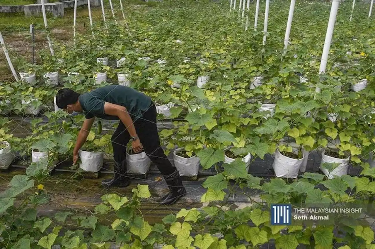 Baja palsu tambah beban petani | The Malaysian Insight