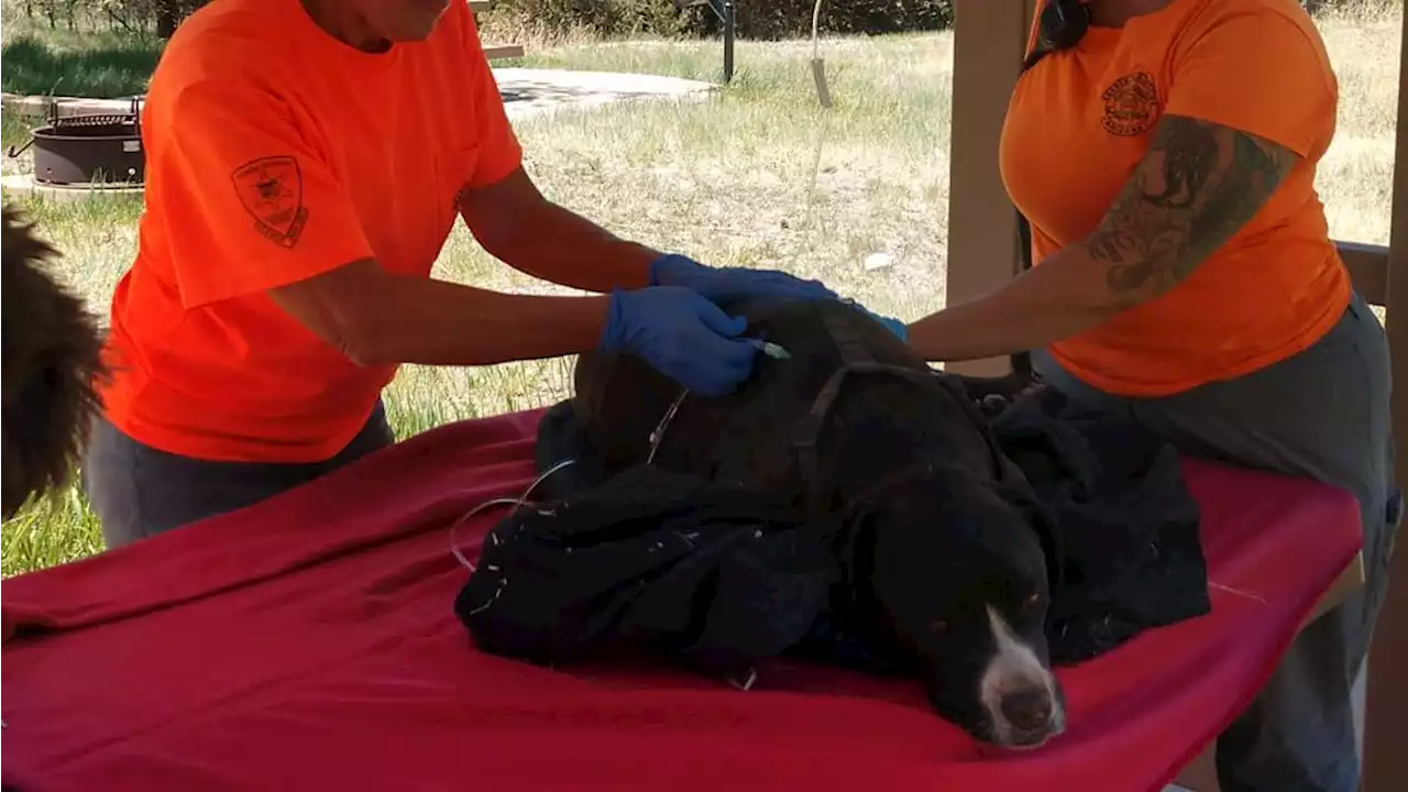 Lost Arizona Hiker Found Dead; His Dog Stayed With Him and Was Rescued, Officials Say