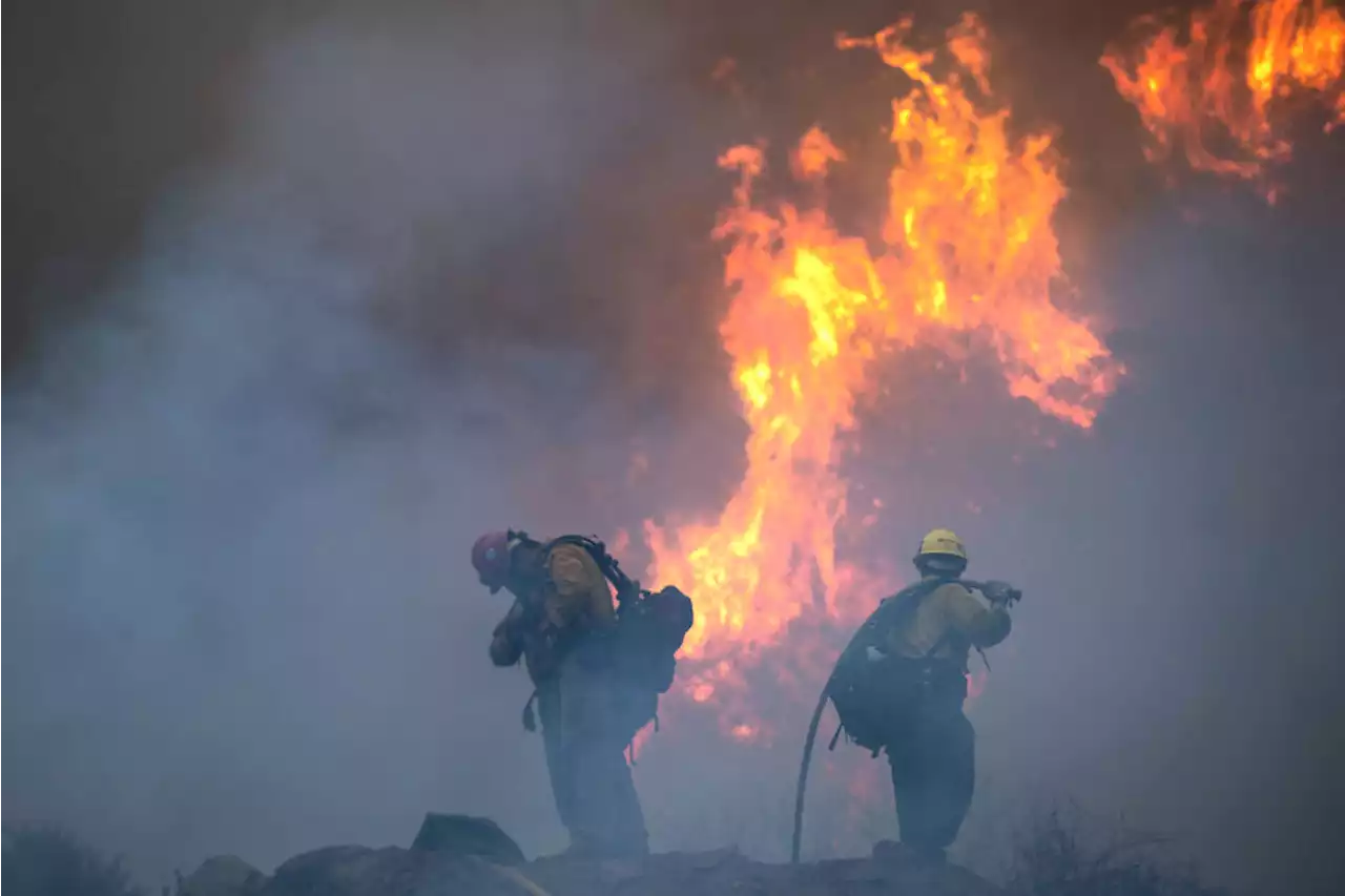 Man Gets 24 Years in Prison for Fire That Killed 12 Condors